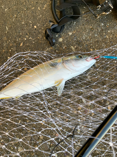 ツバスの釣果