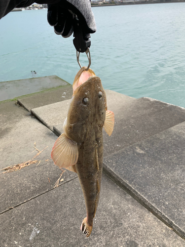 マゴチの釣果