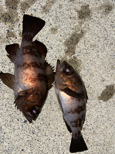 メバルの釣果