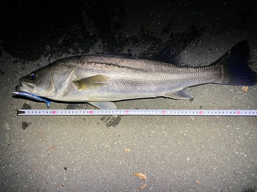 シーバスの釣果