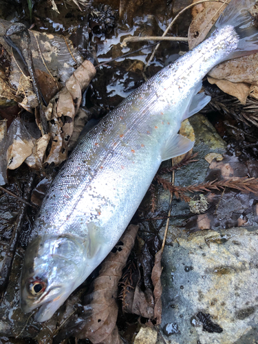 イワナの釣果