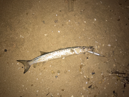 オオメカマスの釣果