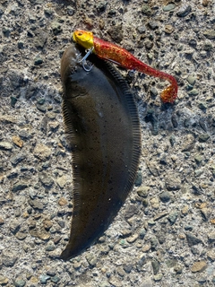 シタビラメの釣果