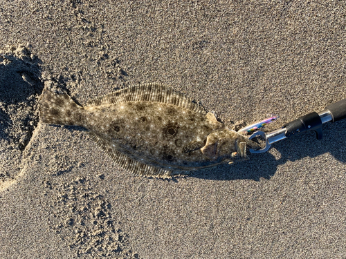 ヒラメの釣果