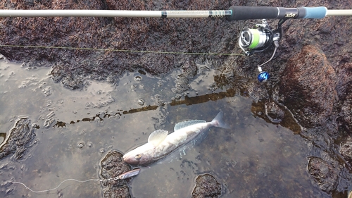 ホッケの釣果