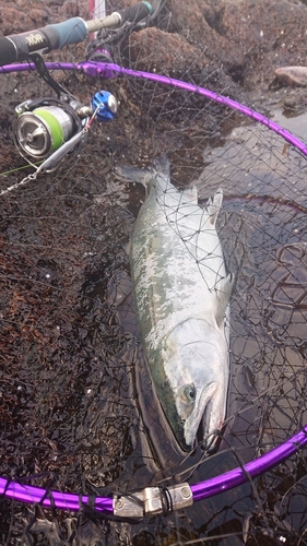 ウミサクラの釣果