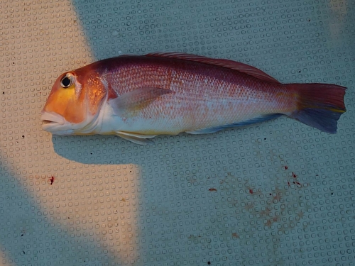 アマダイの釣果