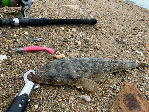 マゴチの釣果