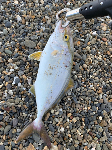 ショゴの釣果