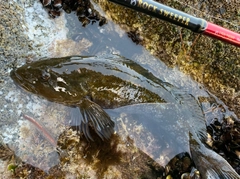 アイナメの釣果