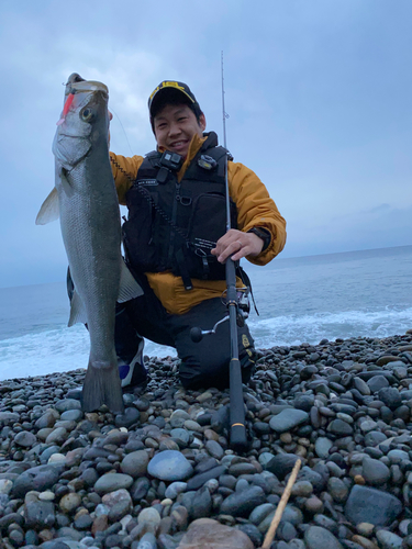 ヒラスズキの釣果