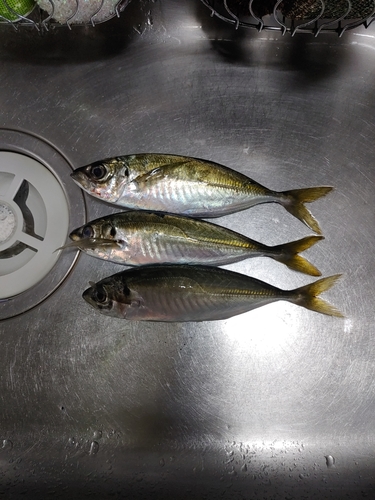 アジの釣果