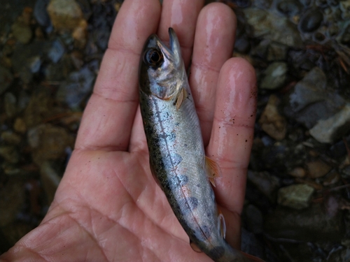 ヤマメの釣果