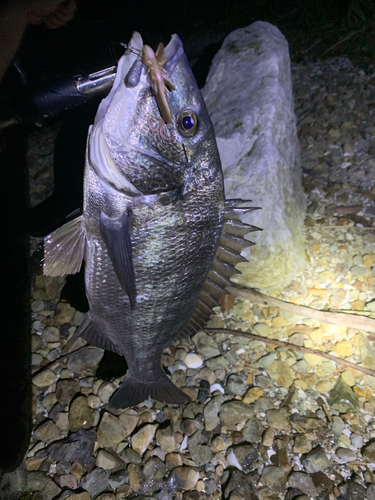 チヌの釣果