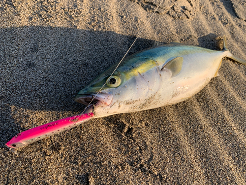 イナダの釣果