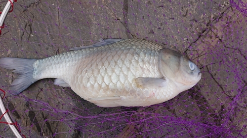 フナの釣果