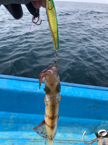 イカの釣果