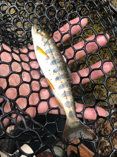 アマゴの釣果