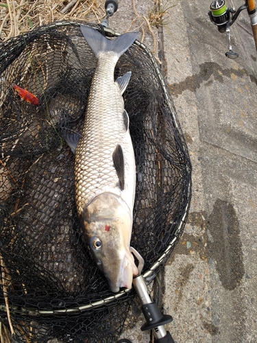 ニゴイの釣果