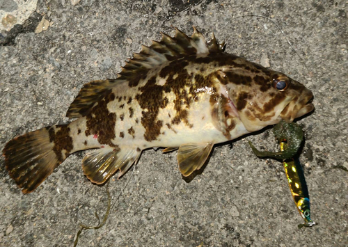 タケノコメバルの釣果