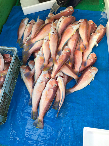 アマダイの釣果