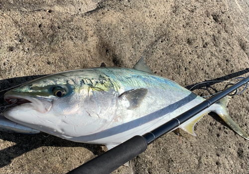 メジロの釣果