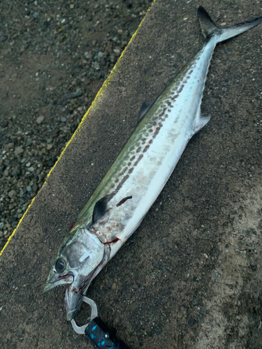 サゴシの釣果