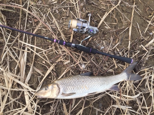 ニゴイの釣果