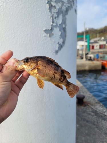 アラカブの釣果