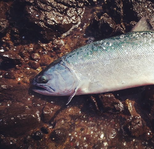 サクラマスの釣果