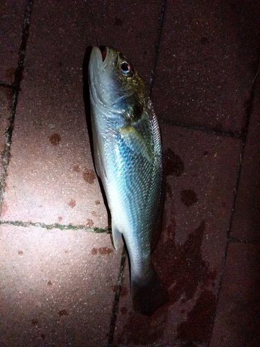 イシモチの釣果