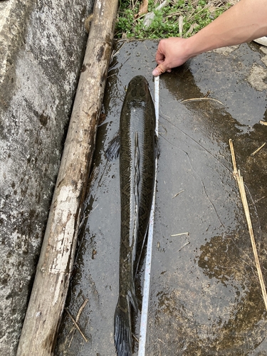 スネークヘッドの釣果