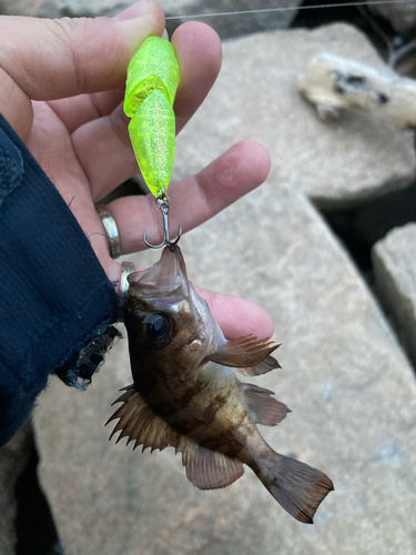 メバルの釣果