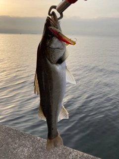 フッコ（マルスズキ）の釣果