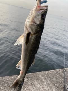 フッコ（マルスズキ）の釣果