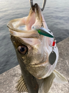 フッコ（マルスズキ）の釣果