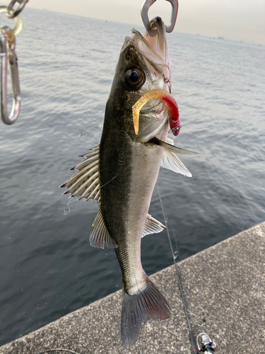 フッコ（マルスズキ）の釣果