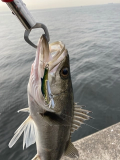 フッコ（マルスズキ）の釣果