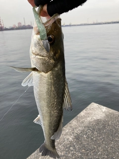 フッコ（マルスズキ）の釣果