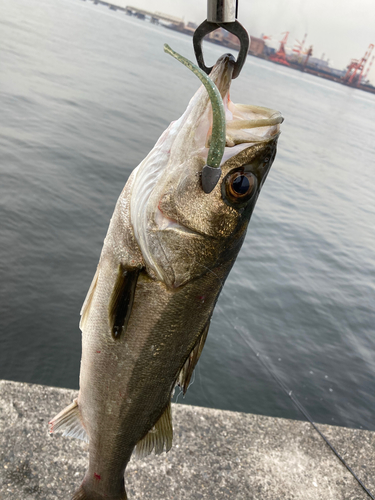 フッコ（マルスズキ）の釣果