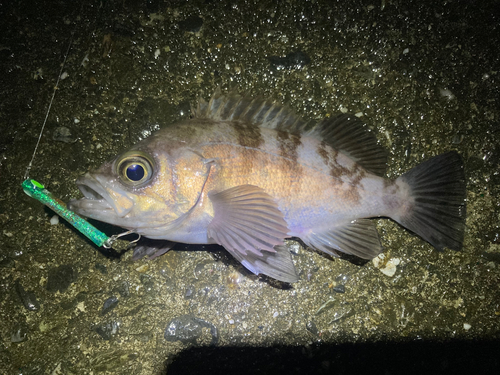 メバルの釣果