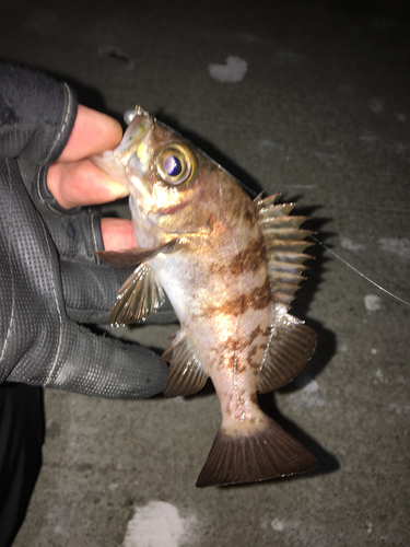 メバルの釣果