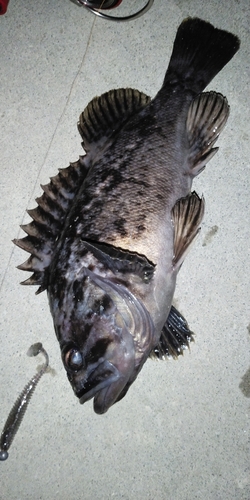 クロソイの釣果