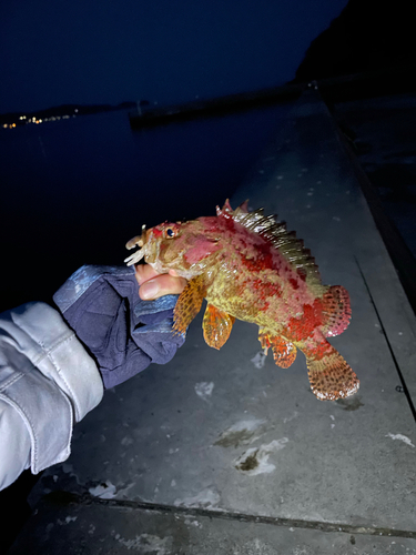 ヨロイメバルの釣果