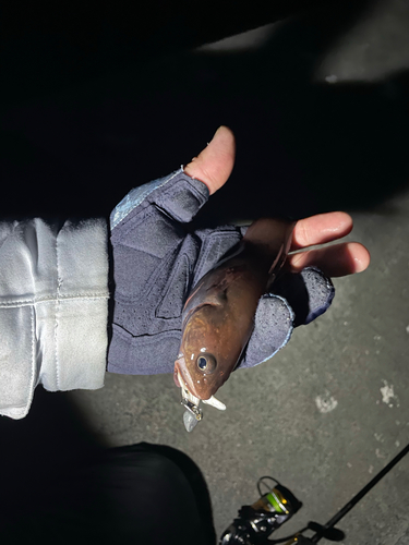 ドンコの釣果