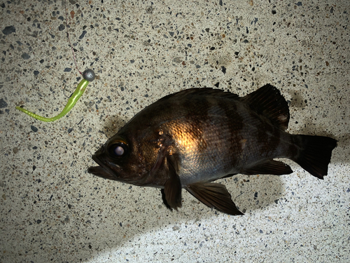 シロメバルの釣果