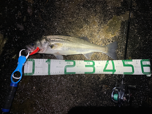 シーバスの釣果