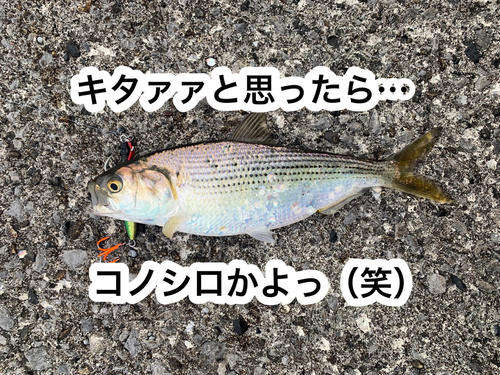 コノシロの釣果