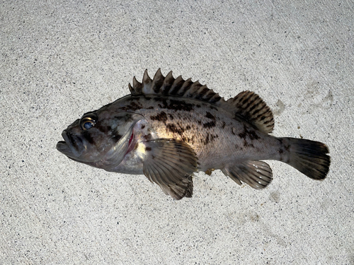 クロソイの釣果