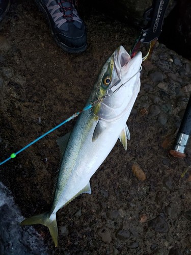 メジロの釣果